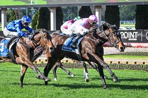 STAKES CLASS BECKONS FOR STAR